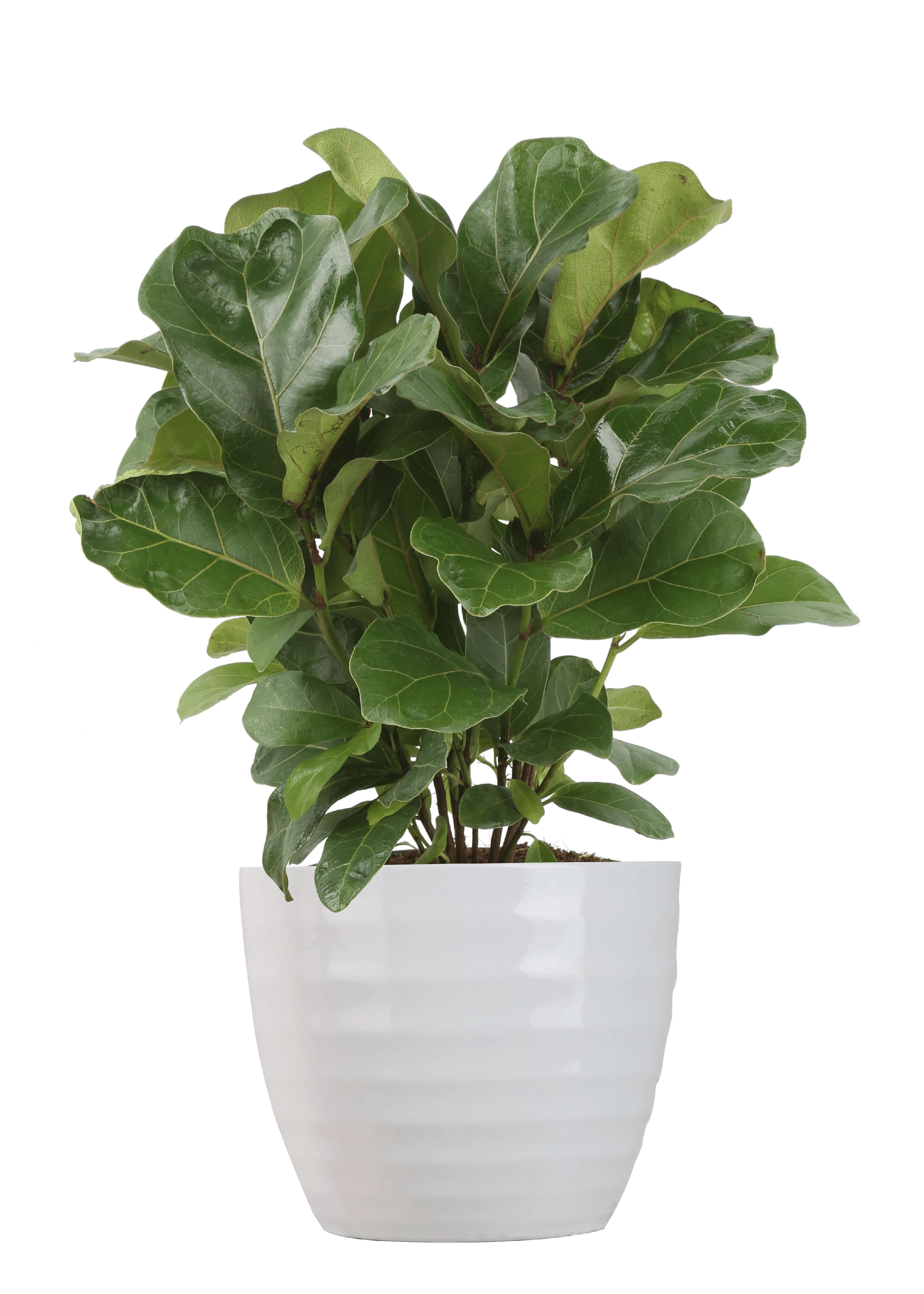 Delray Plants Live Ficus Lyrata - Fiddle Leaf Fig - Bambino Trending Tropicals Collection Indoor ... | Walmart (US)