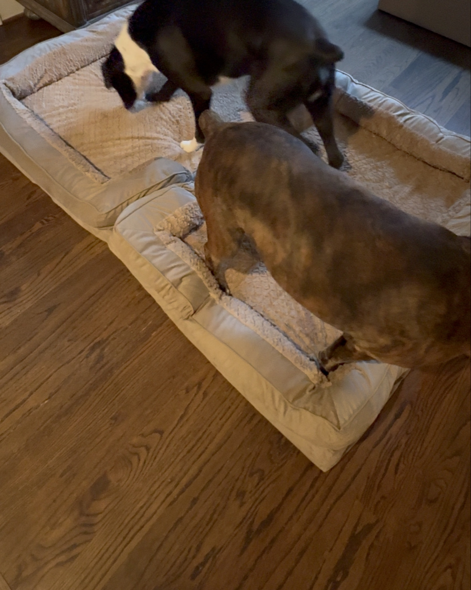 New beds for the boys / Size XL

Pets, dogs, dog beds, pet accessories, amazon finds, orthopedic dog beds, washable dog beds 

#LTKPets