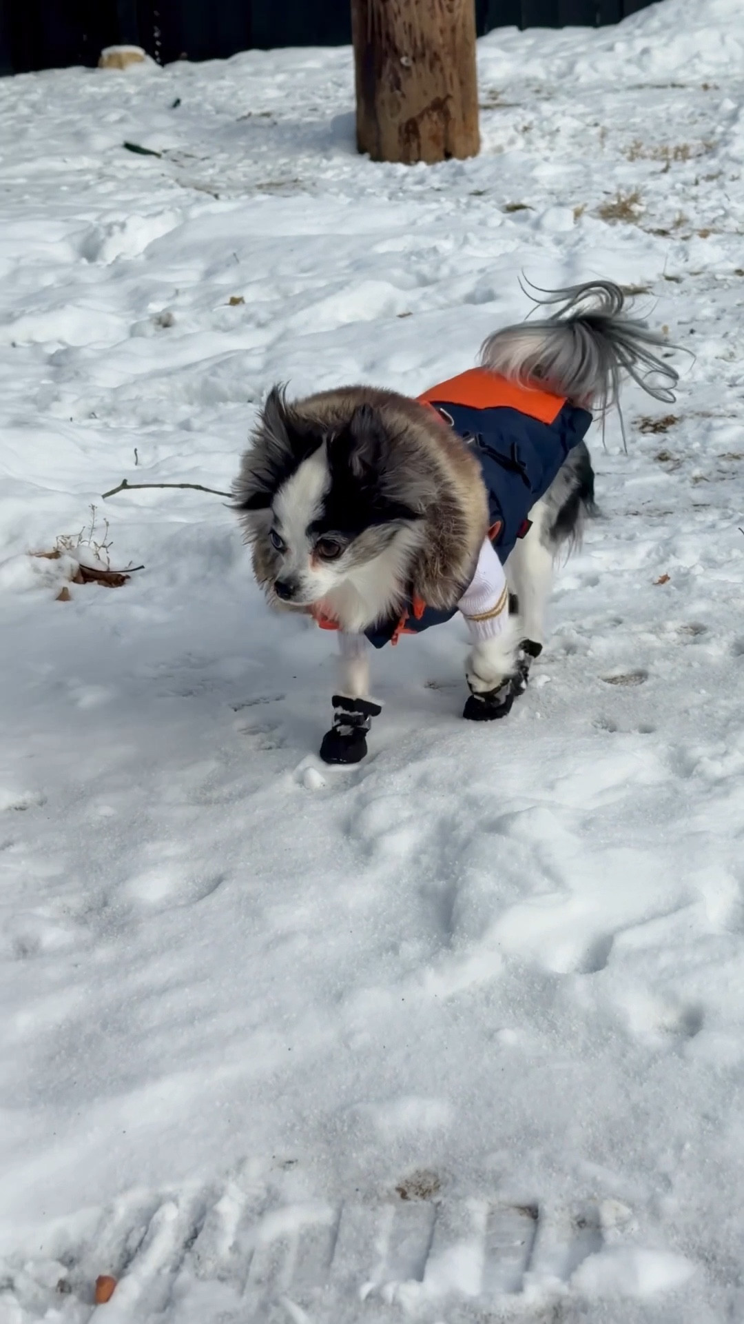 Dog parents: found dog boots that actually stay on! Chico (Chihuahua): 4.5lbs wearing size 1 boots & xs coat / Squeaks (Pom): S coat, XXS rubber boots 

#LTKstorytime #LTKdayinmylife #LTKmomlife