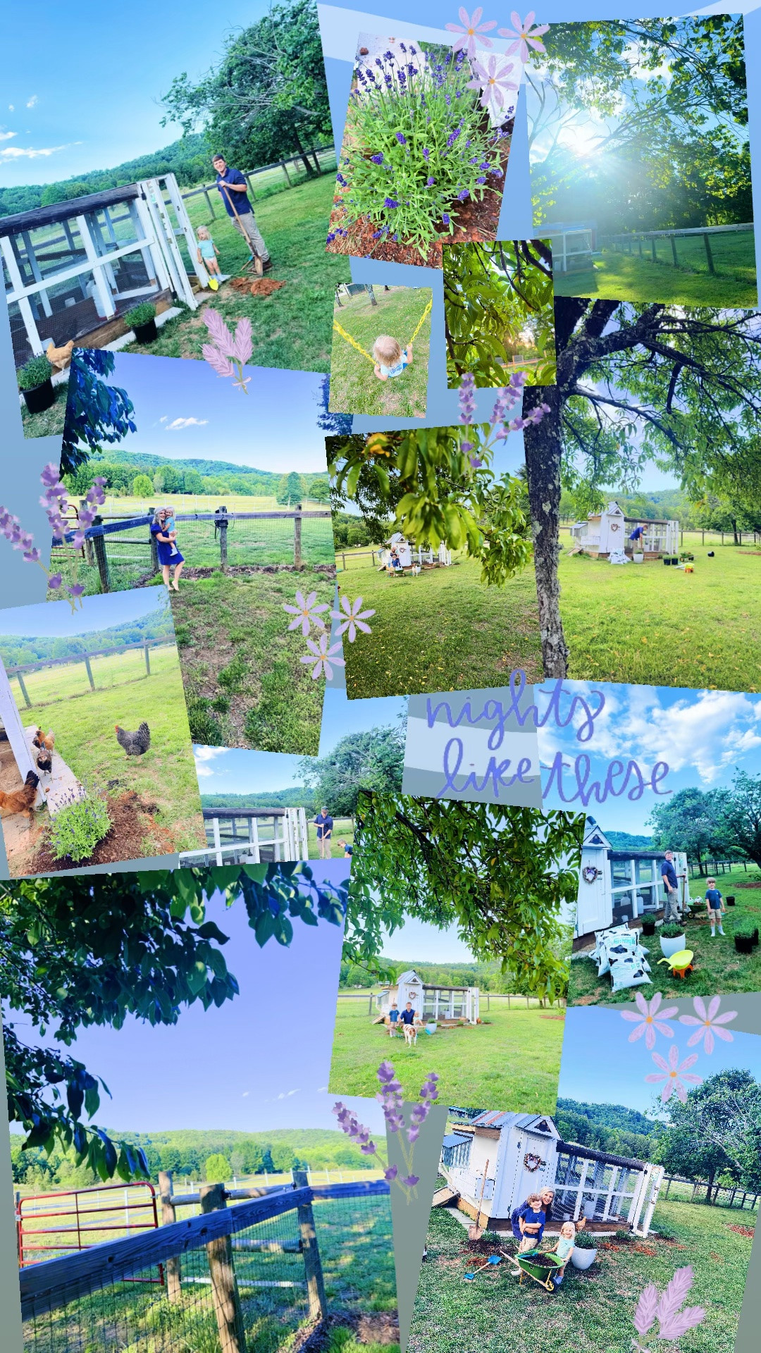 Nights like these 🐓🪻🌳🌾