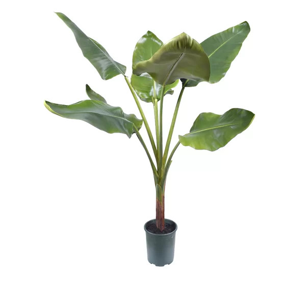 Banana Leaf Tree | Wayfair North America
