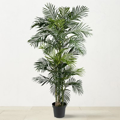 6.5' Faux Indoor Golden Cane Silk Palm Tree | Williams-Sonoma