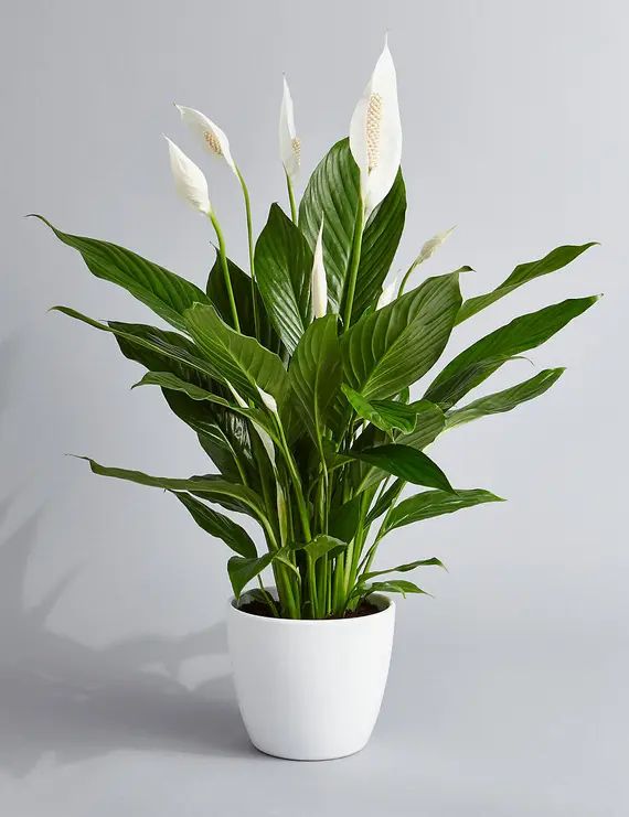 Peace Lily (spathiphyllum) Air Purifying Indoor Plant in 4” 3D Printed BioPot | Etsy (US)