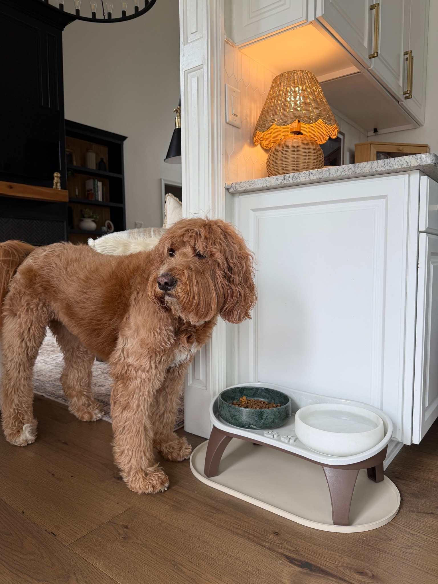 New doggy bowls for my fur babies 🐶🐾

#LTKHome #LTKmomlife #LTKdayinmylife