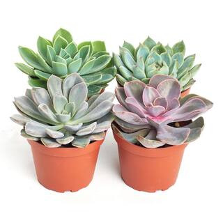 4 in. Rosette Succulent Collection Succulent (Collection of 4) | The Home Depot