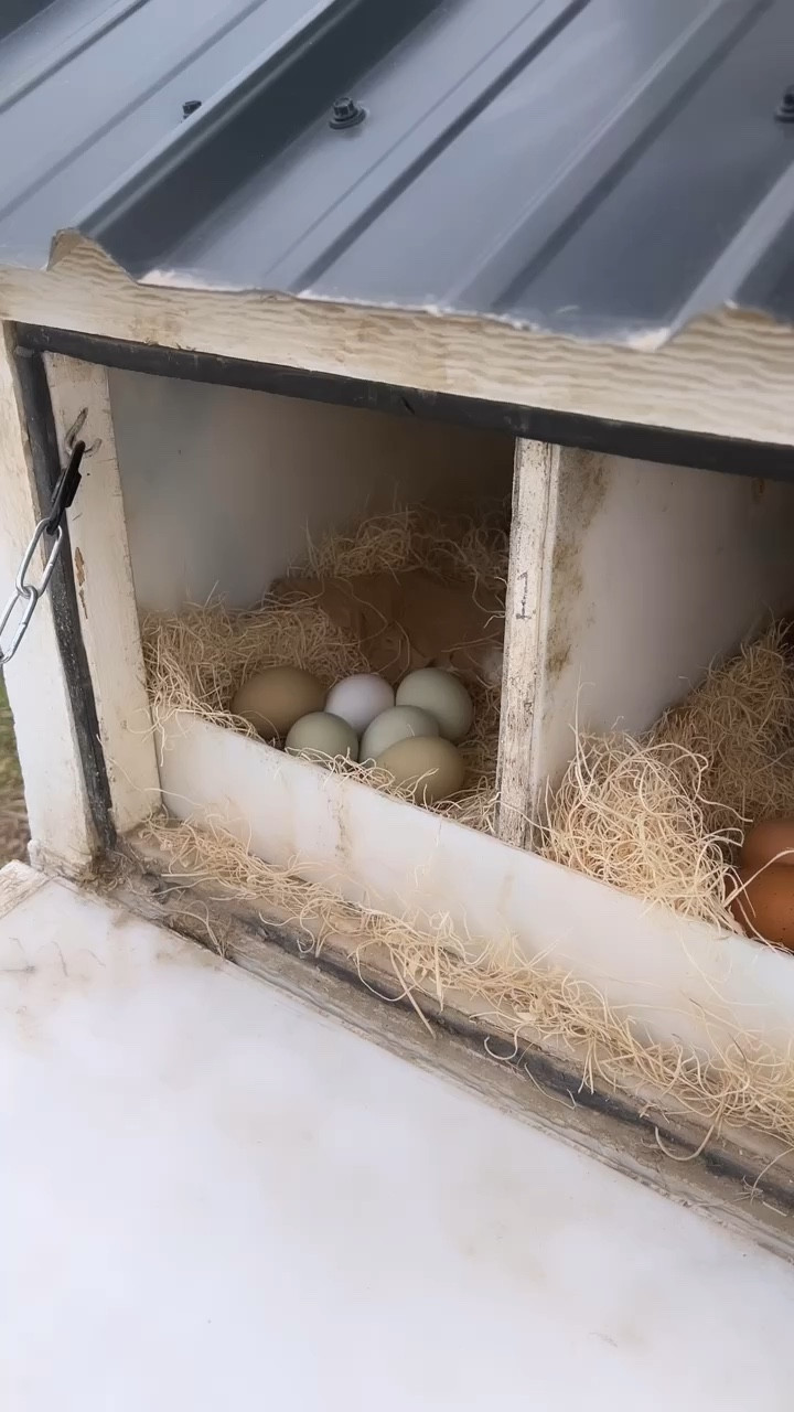 Chicken faves 



#LTKfamily #LTKhome #LTKfindsunder50