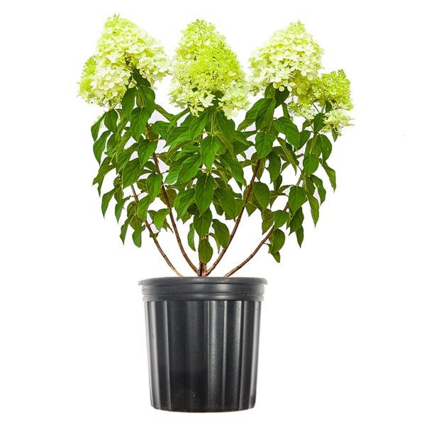 3 Gal. Limelight Hydrangea - Showy Lime Green Blooms - Cold Hardy | Walmart (US)