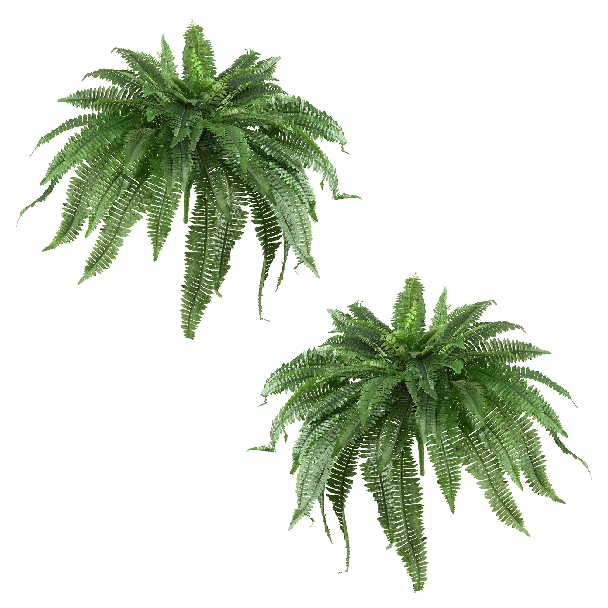 17 Stories 2-Piece Boston Fern Plant Set & Reviews | Wayfair | Wayfair North America