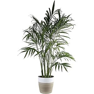 Costa Farms Cat Cataractarum Indoor Palm Tree Décor Planter, 3-Foot, Natural | Amazon (US)