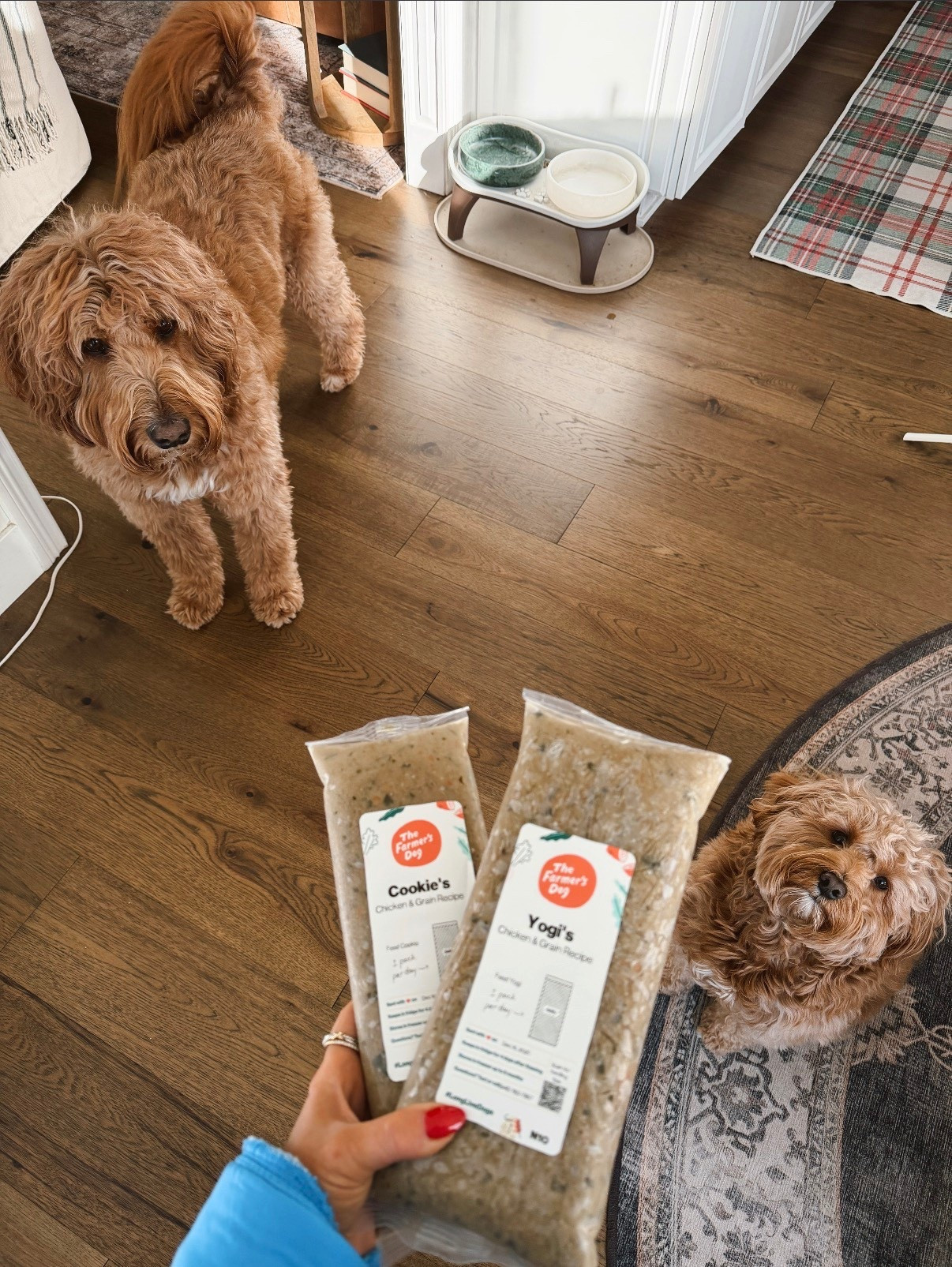 New year, new dog food ✨🐶 Dogs make every year good for us, So let's make every year good for them with The Farmer's Dog. @thefarmersdog #TFDPartner #thefarmersdog

