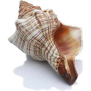SINKOO 2PCS Conch Shell Large Natural Seashells Perfect for Fish Tank Wedding Decor Beach Theme Part | Amazon (US)