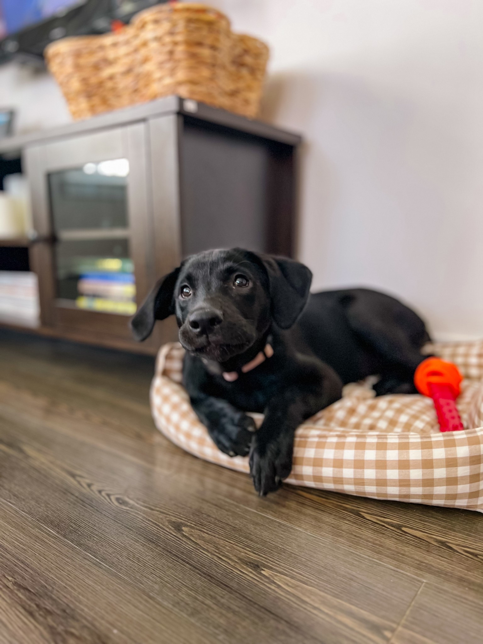 Our pretty girl got her first bed!! We are trying to train her to settle in her little spot…and she’s loving it!!! A perfect little bed for her to learn on until she grows out of her kennel & play pen!! 🐾💜

#LTKHome #LTKPets