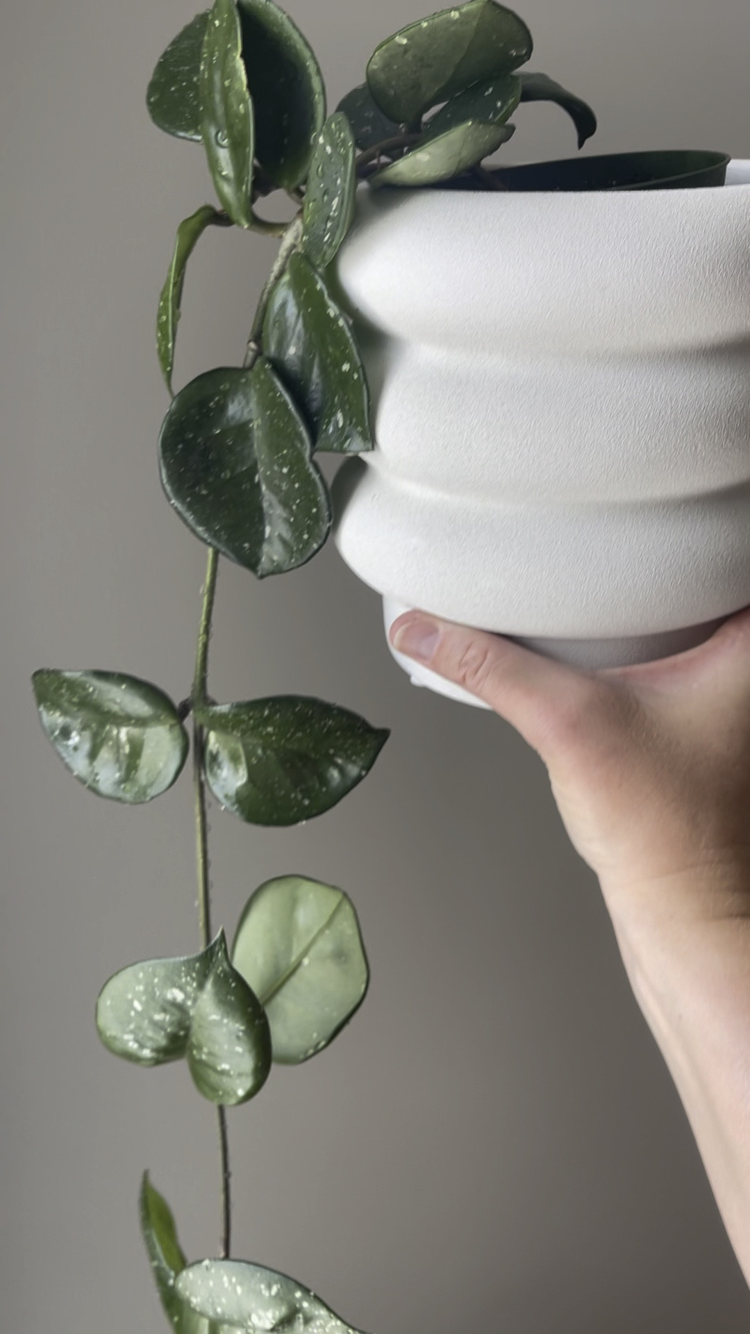 $7.88 beautiful pot that perfectly accents any plant! 

#LTKGiftGuide #LTKFind #LTKSeasonal