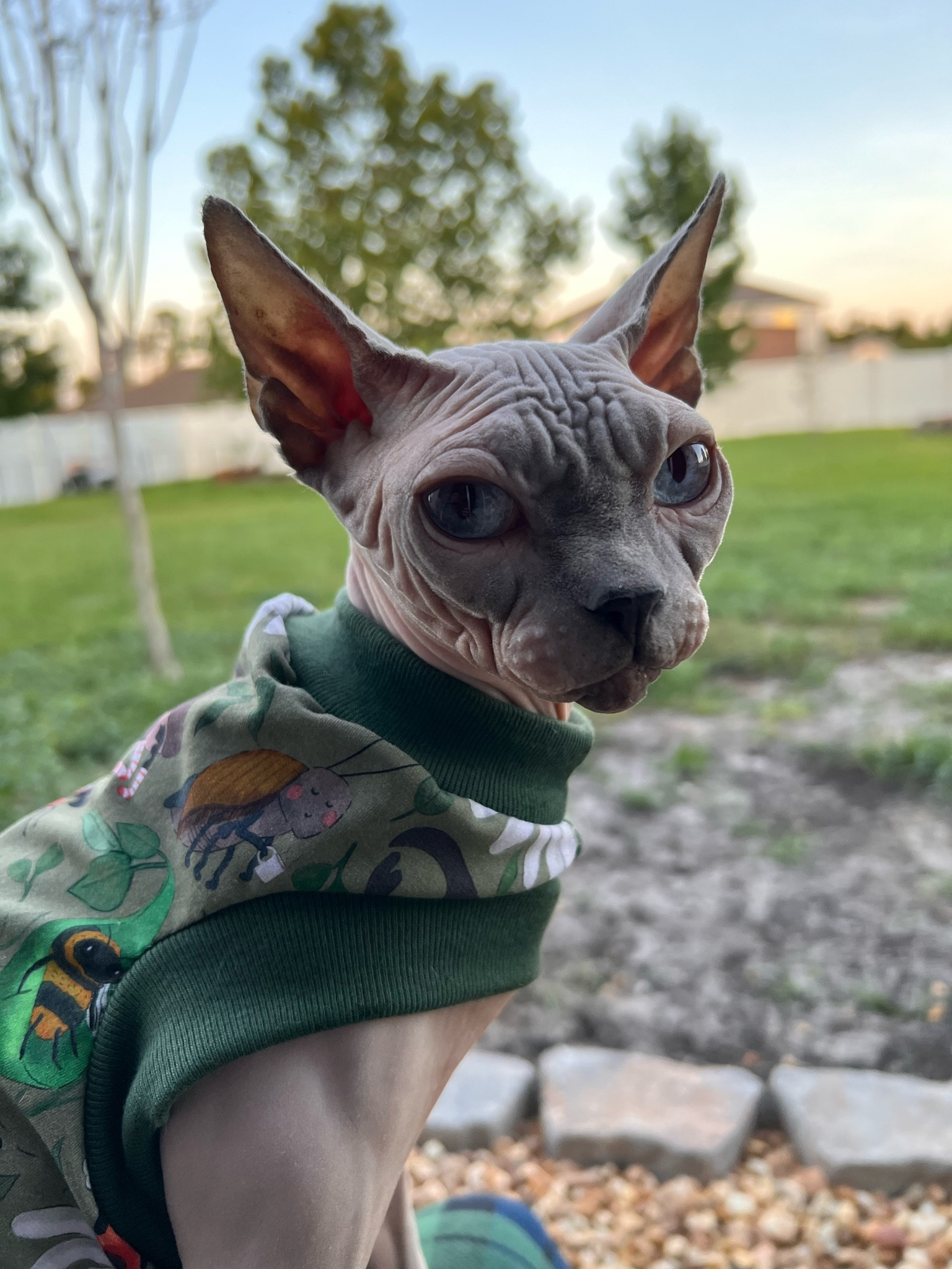 Cute 🐞 top

#LTKFind #LTKhome