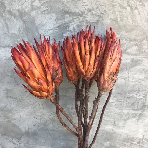 Dried Protea Repens Flowers, Dried Flowers, Wedding flowers, Home decor | Etsy (US)