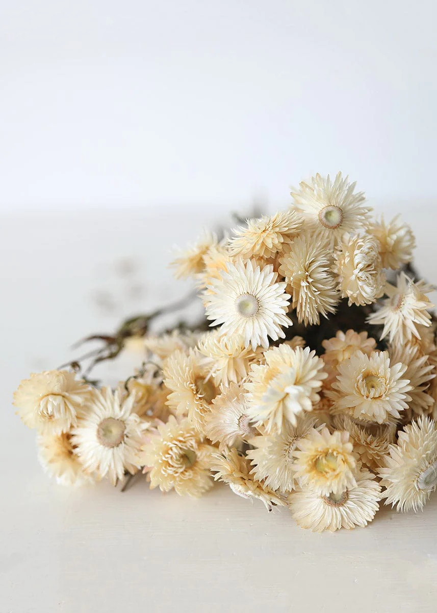 Vanilla Cream Dried Helichrysum Everlasting Daisies - 15-22" | Afloral