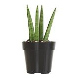 Fingers Snake Plant, Sansevieria Cylindrica, Dracaena Live Plants, Succulents Plants Live, Indoor Pl | Amazon (US)