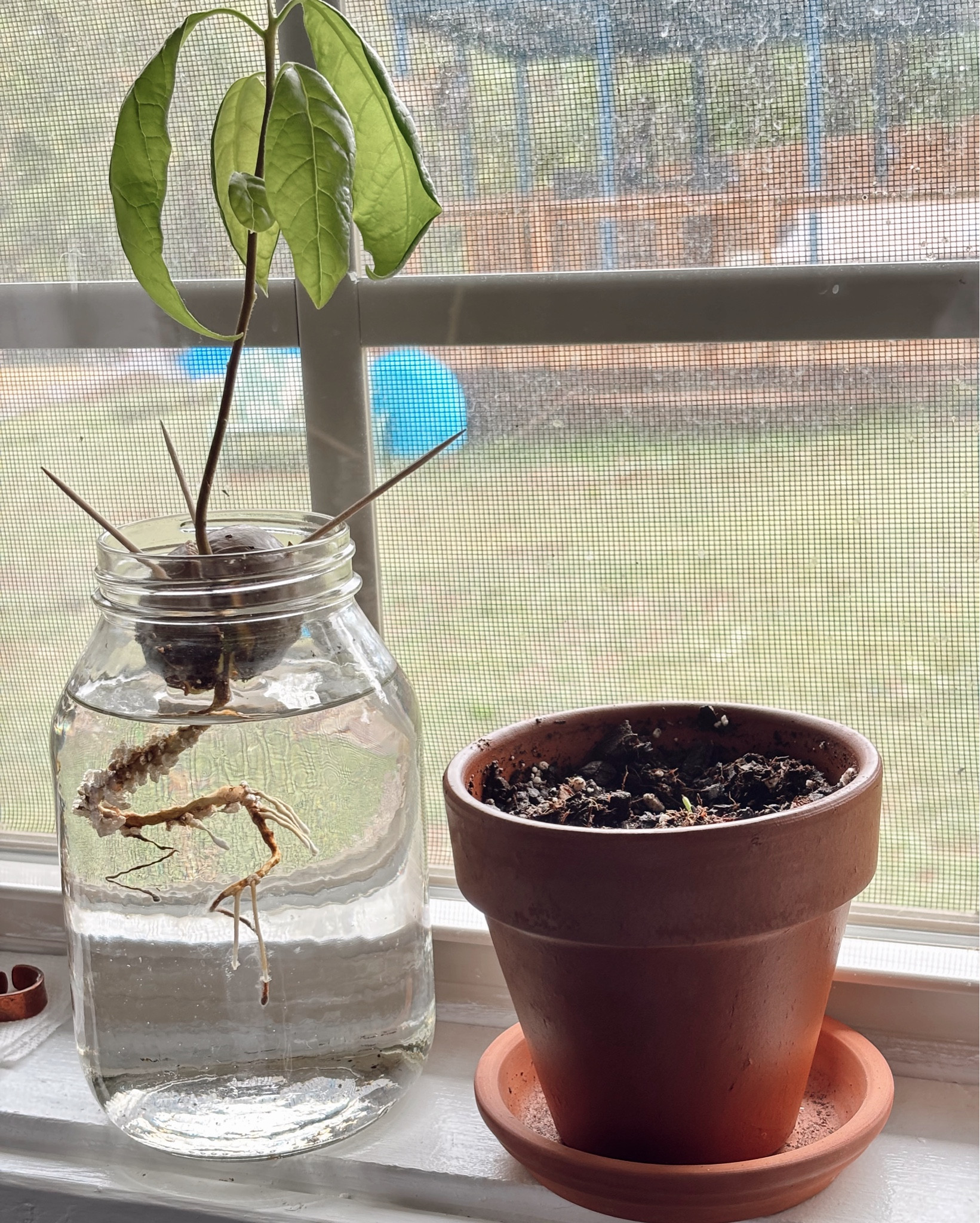 I never thought I’d get such much enjoyment from learning to grow our own produce. It’s definitely a small scale trial run because neither one of us know what we’re doing, but G and I both love watching these grow! 

We’ve got our cutie Avocado tree, Livi the lemon tree, sprouting bell peppers, and garlic sprouts!

Did you guys know that apparently it takes an Avocado tree around 13 years to fruit when grown from the seed? I had no clue, but we will call it a labor of love 🥑

Garden, organic produce, gardening accessories 

#LTKHome