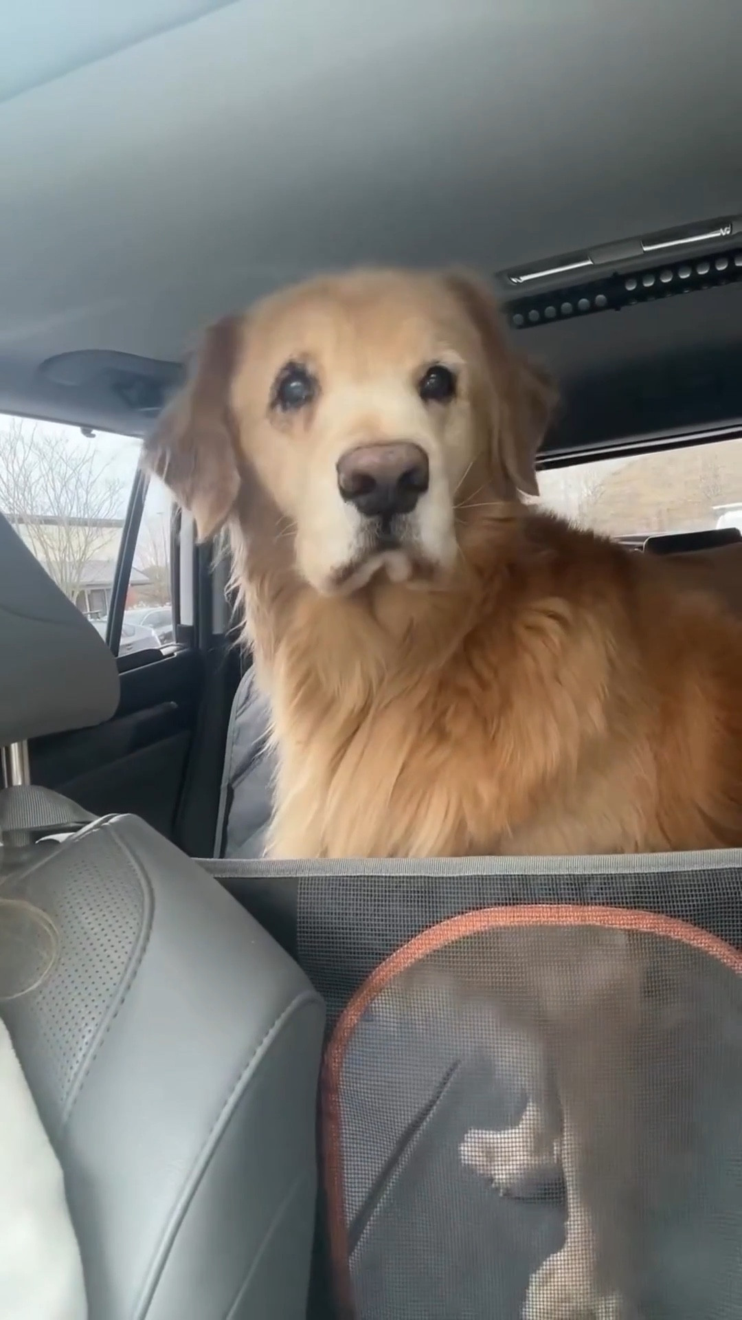We’re back at the Animal Eye Care doctor to hopefully get a clean bill of health for Charlie’s eye. Charlie is a 13 year old golden who has had two eyelid surgeries and a corneal procedure in the last two months. We’re ready for some chill time!!
#seniordog #goldenretriever #dogmom #veterinarycare #puppydogeyes