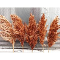 Pampas Grass One(1 Stem/Terracotta Colored/Dry Reeds/Dried Flowers/Dried Pampas Grass/Wedding Decor/ | Etsy (US)