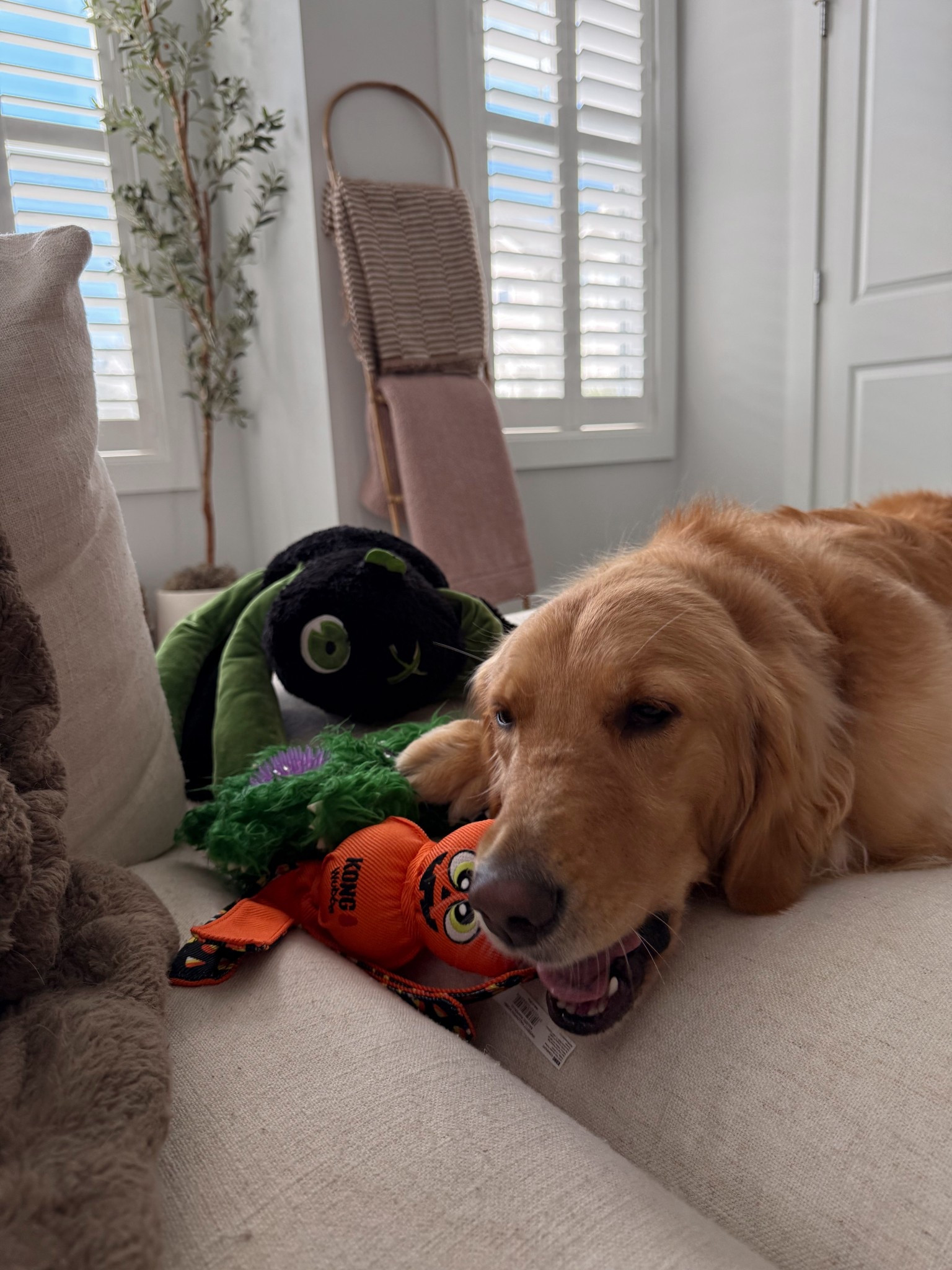 Seasonal favs from @petco — a one stop shop for toys, treats, costumes & more ! 

#petcopartner #paidlink #ad