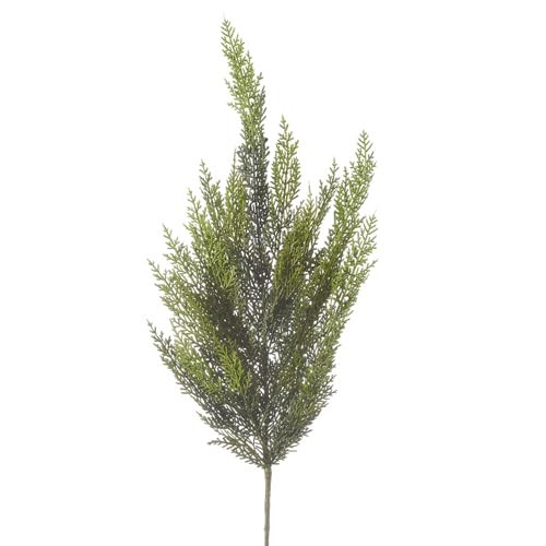 Amazon.com | Amazon (US)