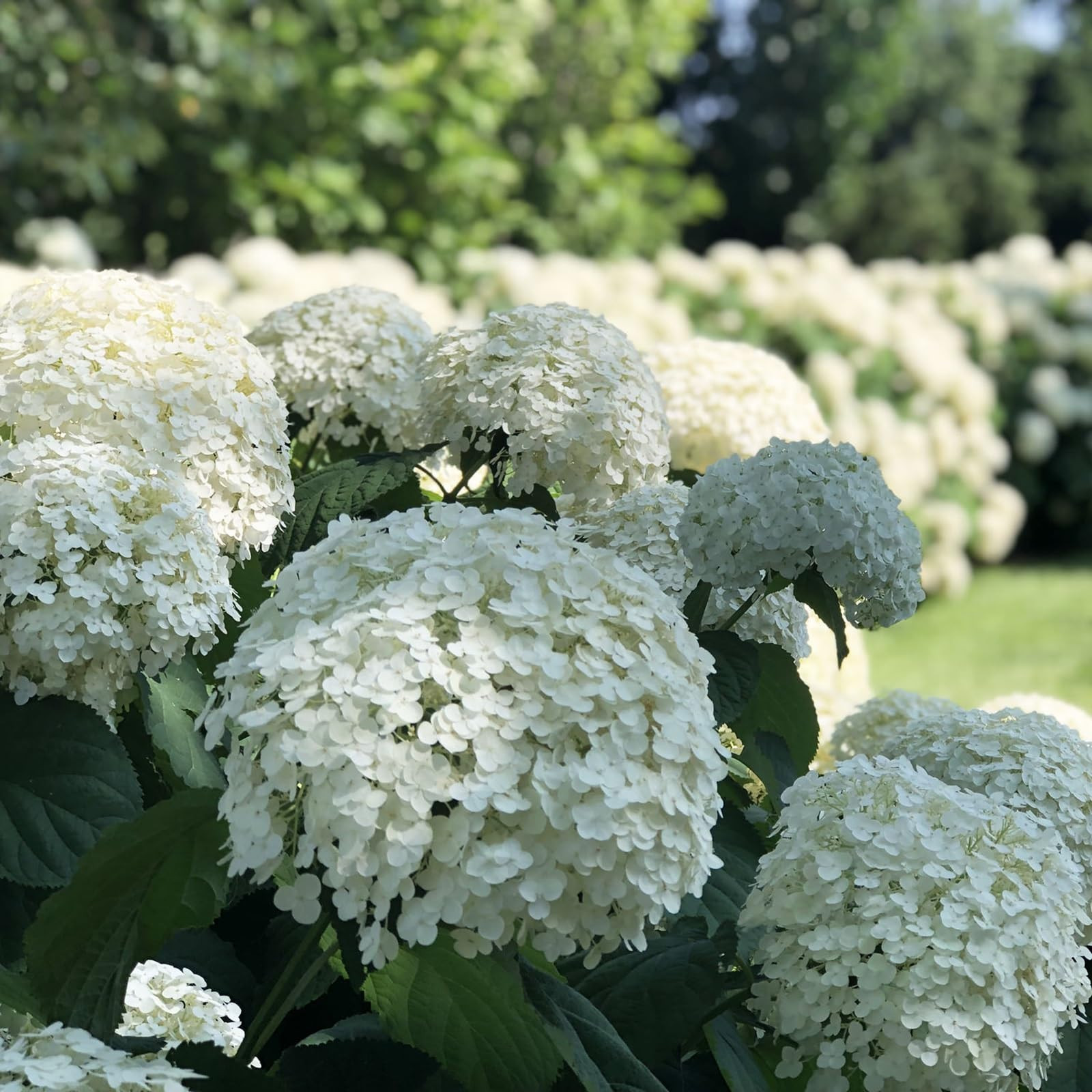 Incrediball® Hydrangea Perennial - Huge Flowers - 4" Pot - Proven Winners | Amazon (US)