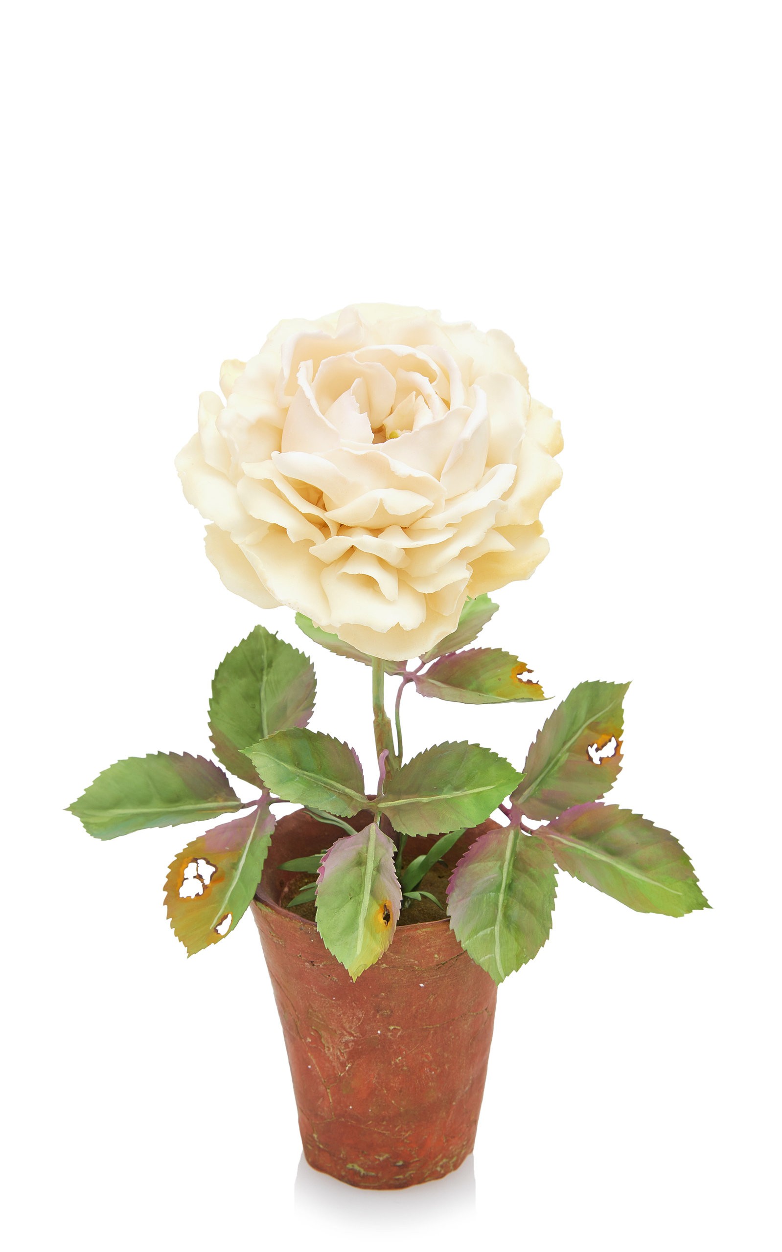 White Porcelain Rose | Moda Operandi Global