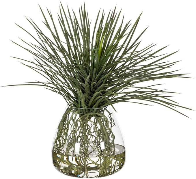 24" Hx24 W Whipple Yucca Grass & Roots Artificial Plant w/Glass Vase -Green | Amazon (US)
