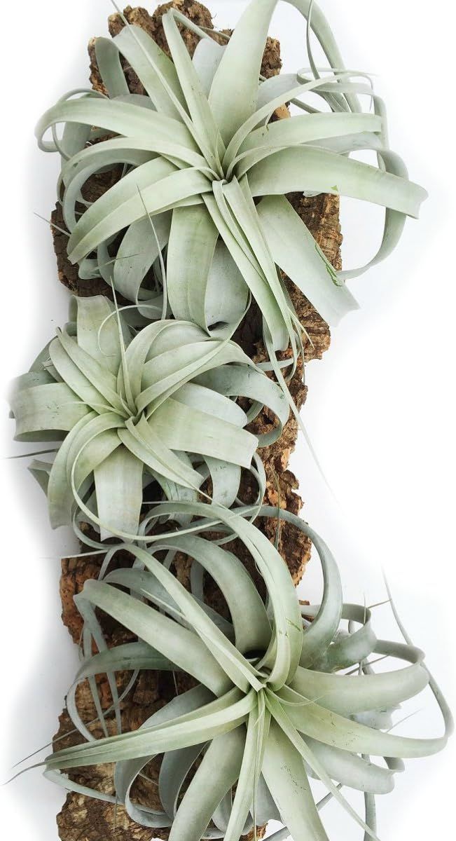 3 Pack of Large Xerographica Air Plants - 5 to 7 Inches Wide - Free Air Plant Care Ebook by Jody ... | Amazon (US)