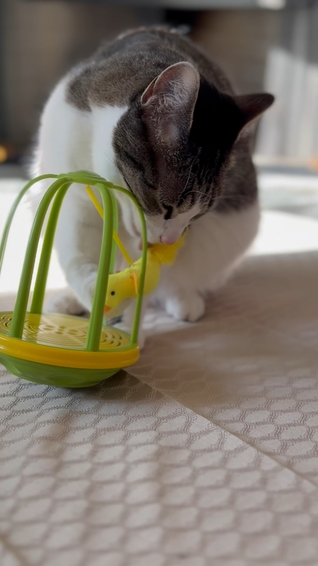 Cat Coraline is an interactive toy lover. She takes care of the bird with a little bath. 
She’s never met a strain of catnip that she didn’t like. It really makes the carrot a new fave. 
#ltkrealboringhousewife

#LTKWatchNow #LTKPets #LTKSeasonal