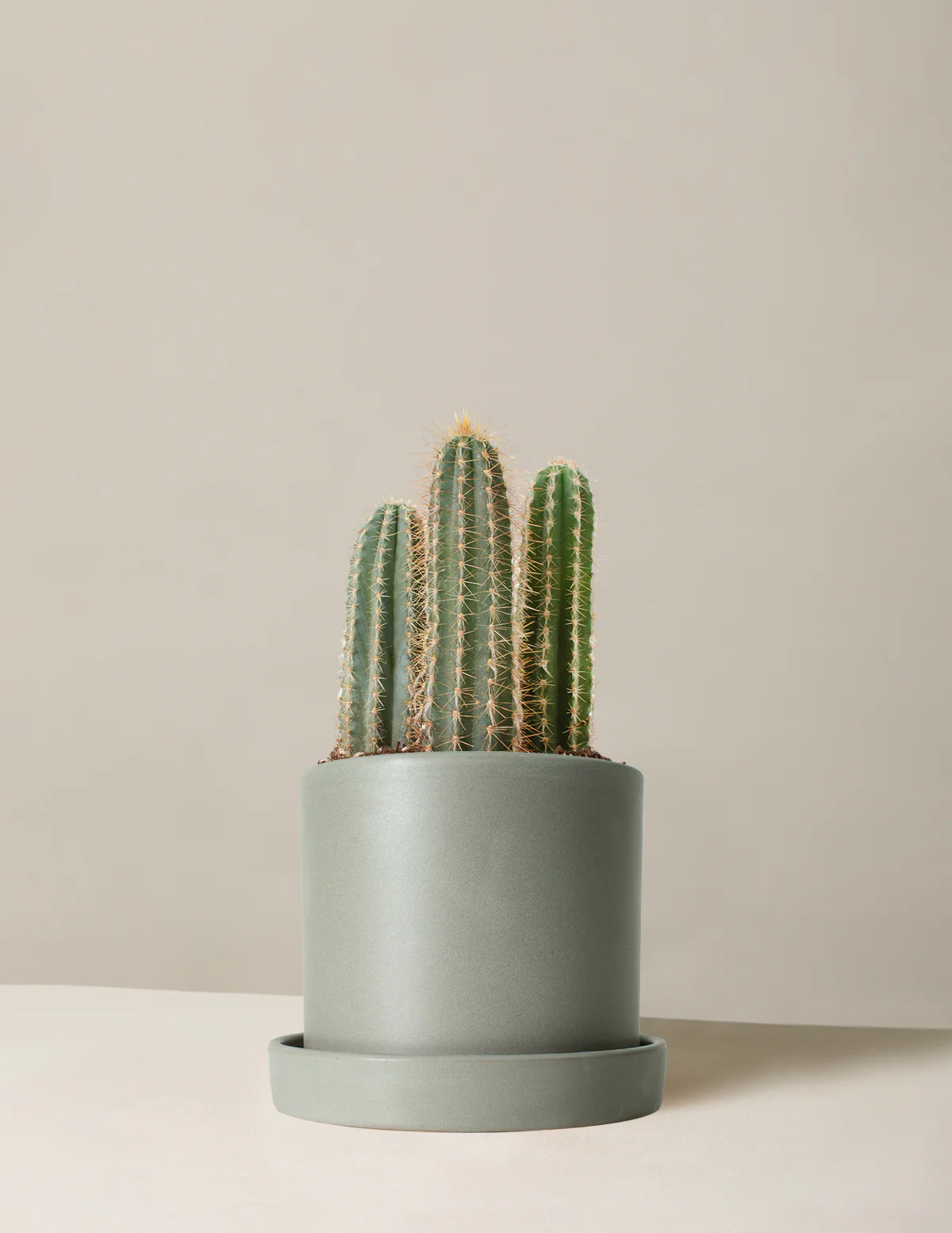 Column Cactus | The Sill