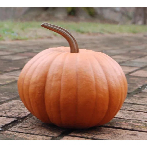 Long Stem Pumpkin | Wayfair Professional