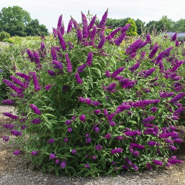 3.25 in. Buddleia Butterfly Bush Royal Razz (3-Pack) - Walmart.com | Walmart (US)