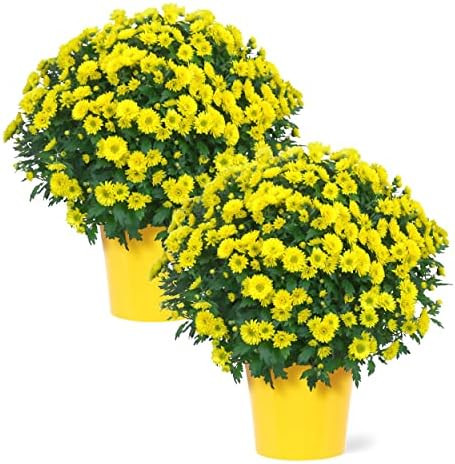 Live Flowering Hardy Chrysanthemum in Deco Cover - Yellow (2 Plants Per Pack), Colorful Fall Mums, 1 | Amazon (US)