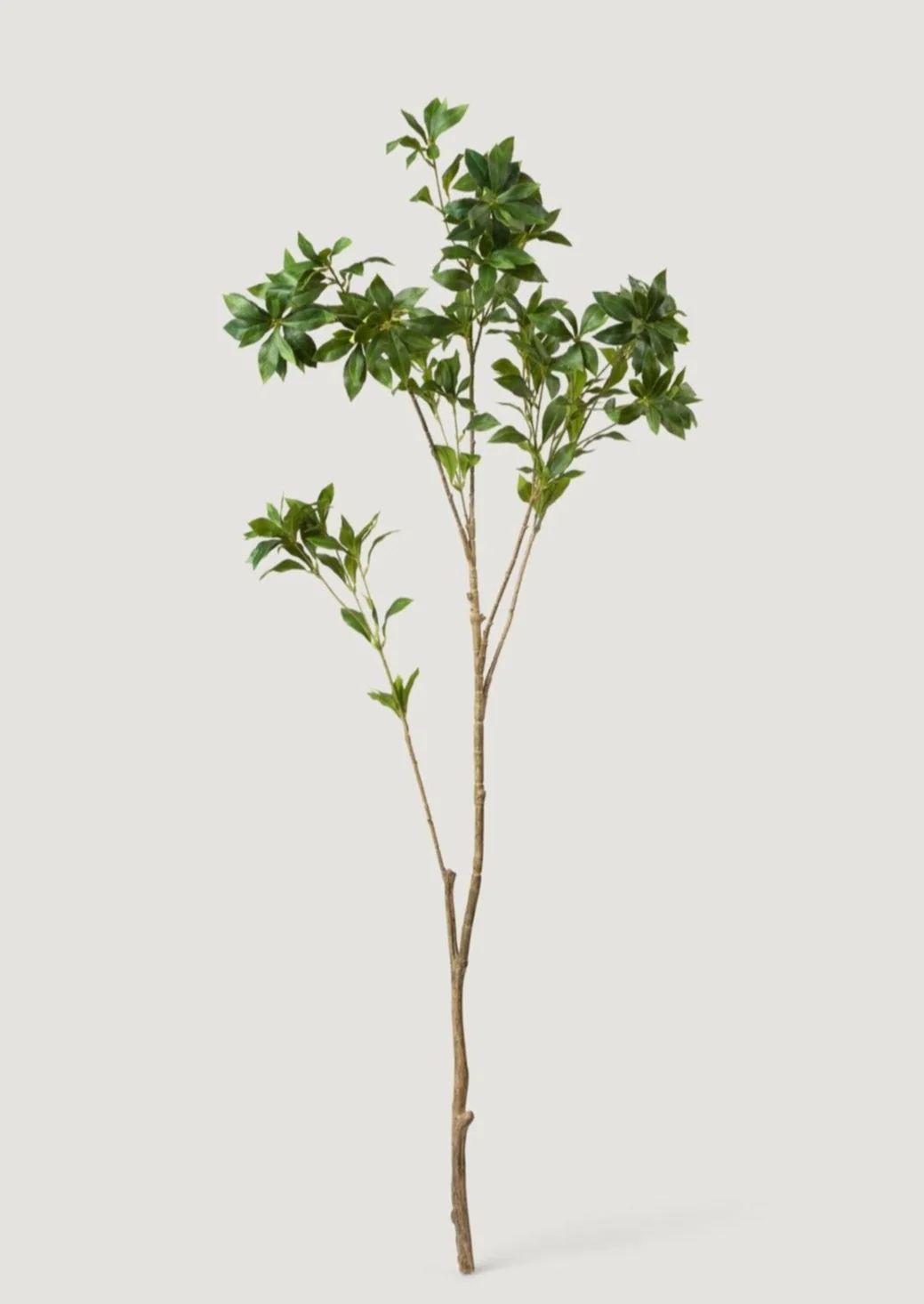 Artificial Japonica Leaf Branch - 59" | Afloral