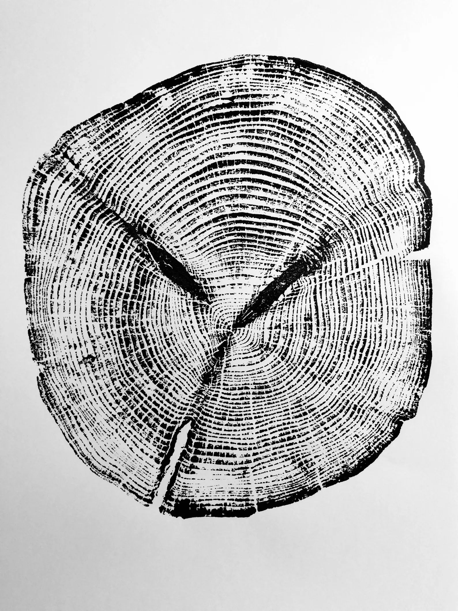 Alaskan Spruce Tree ring print tree stump print stump art | Etsy | Etsy (US)