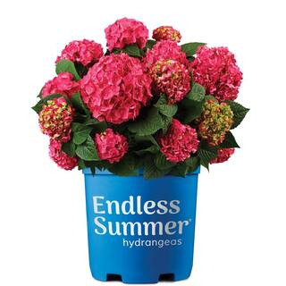 3 Gal. Summer Crush Reblooming Hydrangea Flowering Shrub with Raspberry Red Flowers | The Home Depot