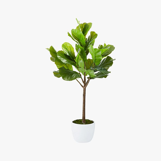 Potted 65" Fiddle Leaf Fig | CB2