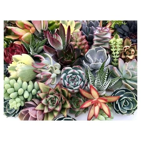 10 Assorted Live Succulent Cuttings No 2 Succulents Alike Great for Terrariums Mini Gardens and as S | Walmart (US)