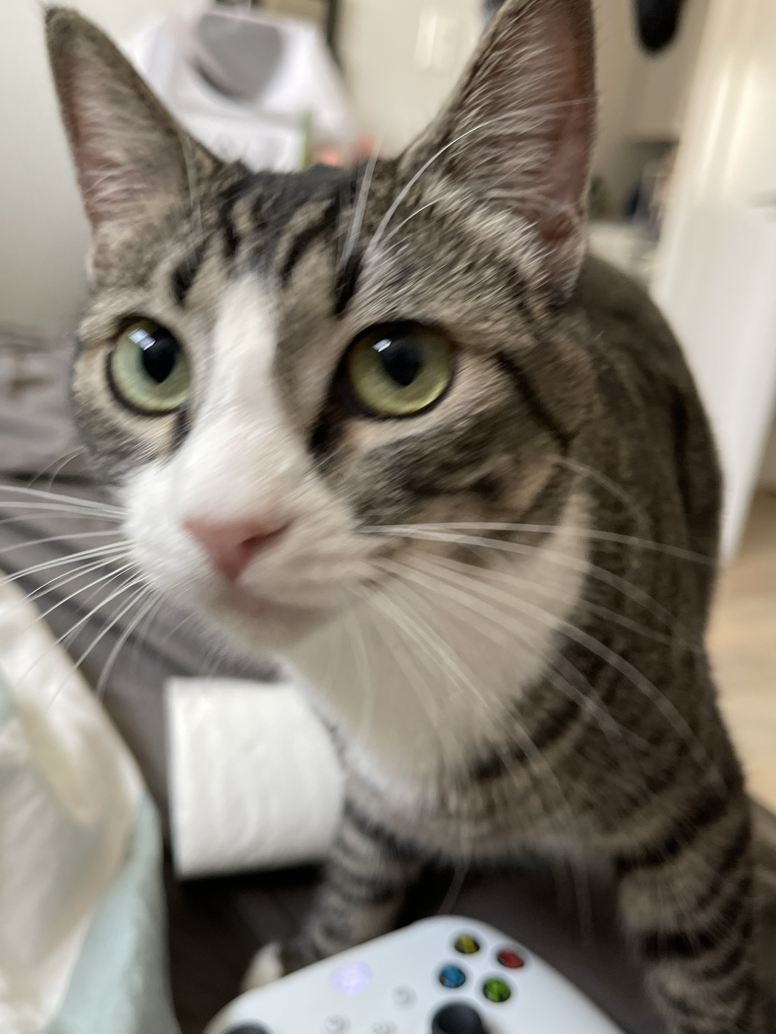 Toys that our cats love play 🐱 & cute costumes ✨💕

#LTKMostLoved #LTKGiftGuide #LTKfindsunder50