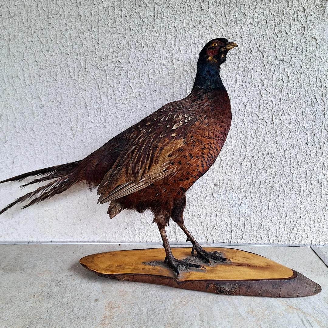 Vintage Taxidermy Pheasant on Wooden Base - Realistic Game Bird Sculpture - Country Decor - Hunti... | Etsy (US)