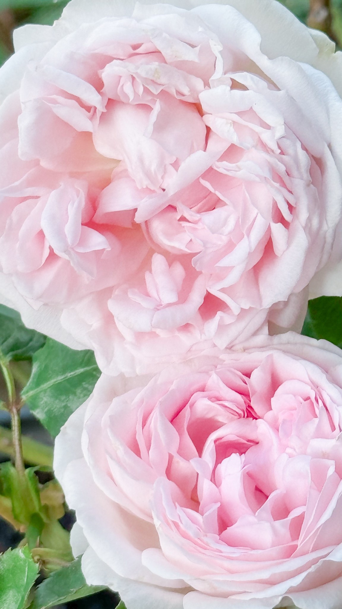 I can’t wait to see Wedding Box blooming again  

#LTKFindsUnder100 #LTKSeasonal #LTKHome