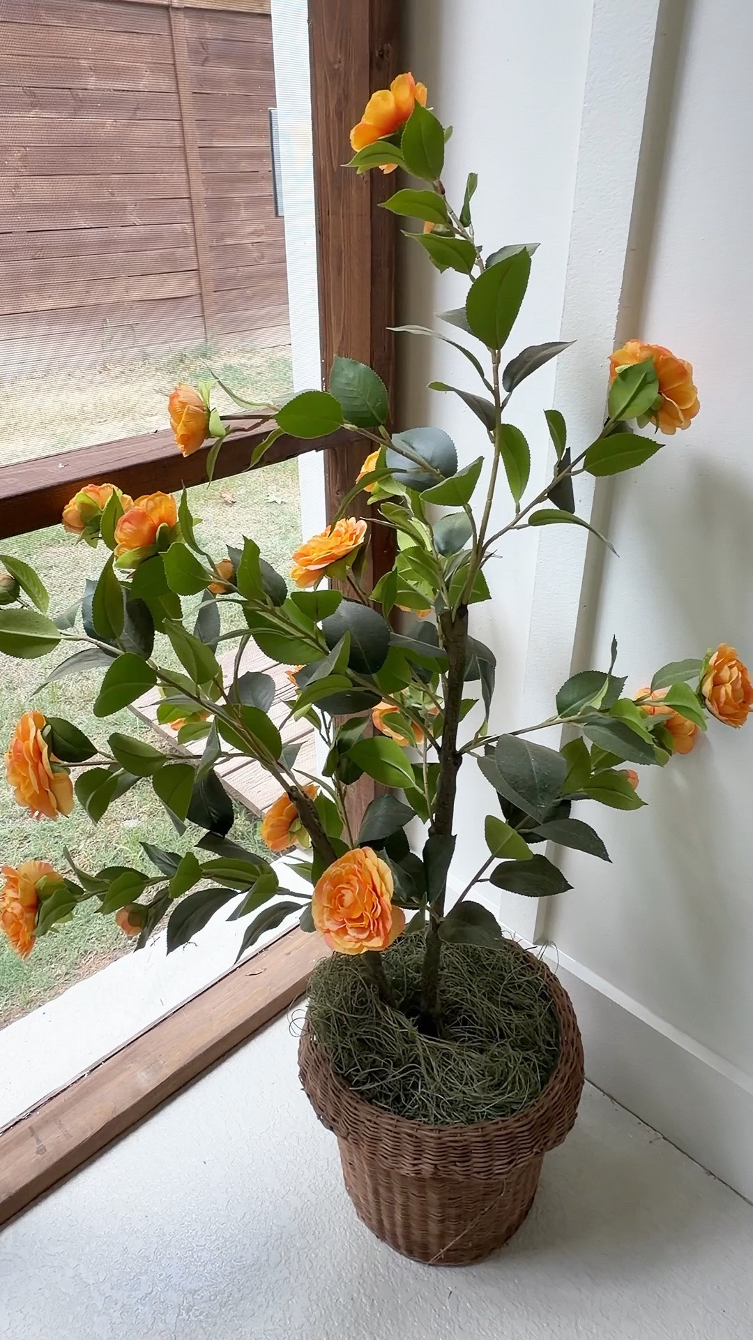 These trees are absolutely gorgeous and perfect for our outdoor spaces! Also available in a gorgeous pink!