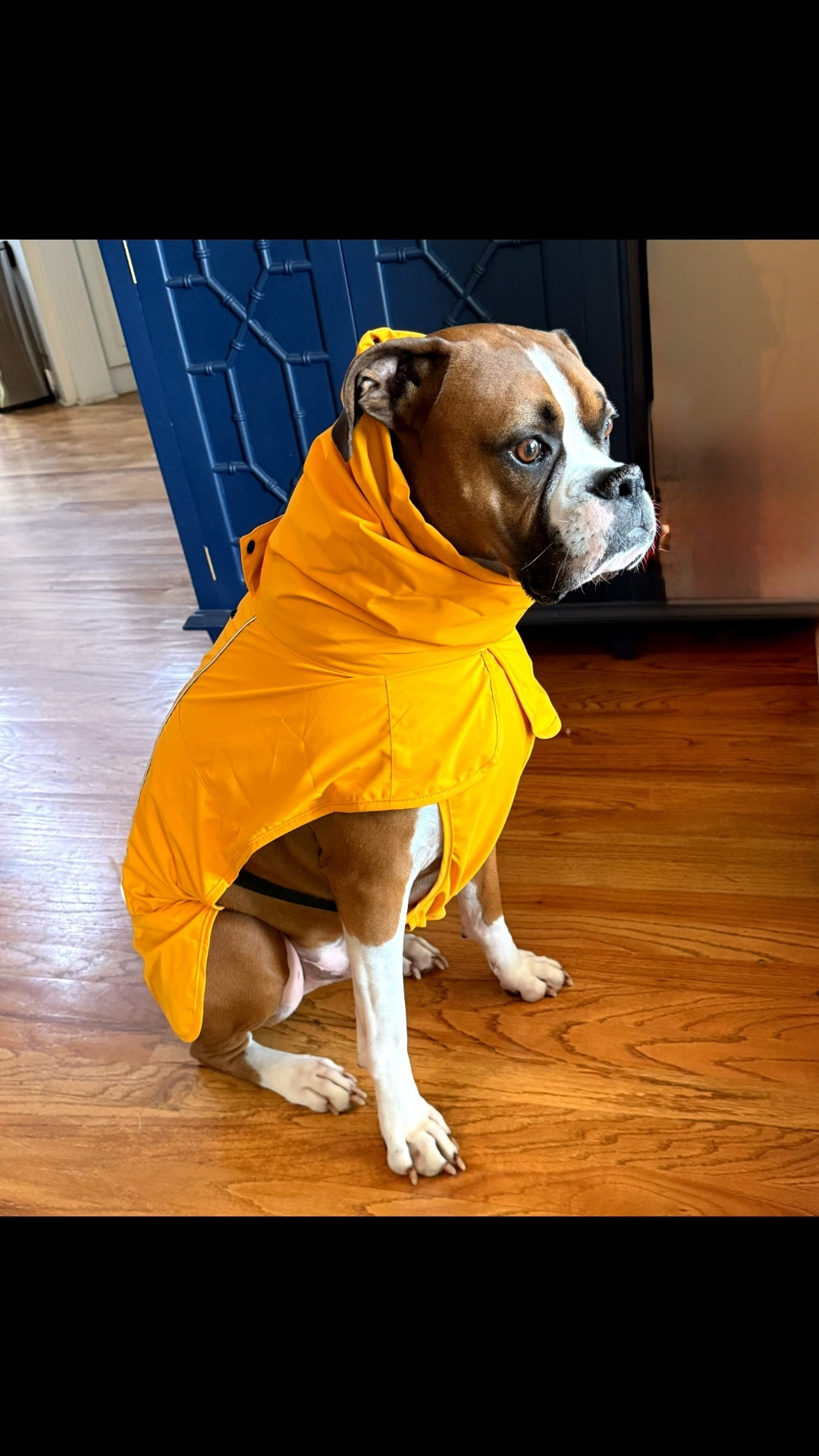 My boxer, Bruno, got a new raincoat ☔️🌧️

He wasn’t quite sure what to think🤣🤣

They come in a variety of colors!

He’s wearing an XL. I’m thinking I should have ordered an XXL.

#LTKspring #LTKspringtrends #LTKmomlife