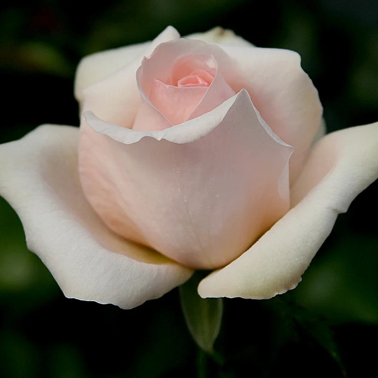 Heirloom Roses - Betty White™ Hybrid Tea Rose Plant - Fragrant Roses | Walmart (US)