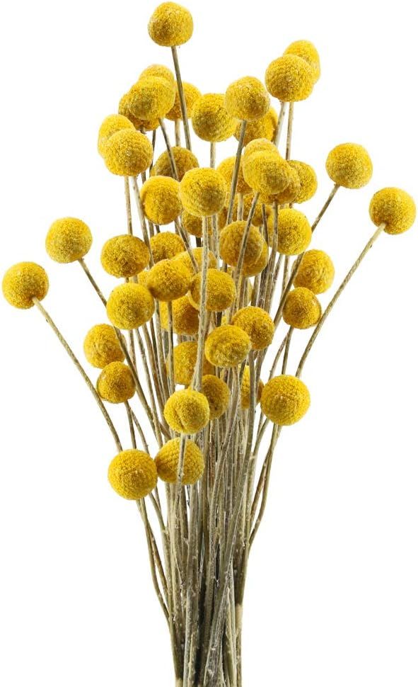 HUAESIN 30Pcs Natural Dried Flowers Craspedia Billy Balls Flowers Dried Billy Buttons Floral Bouq... | Amazon (US)