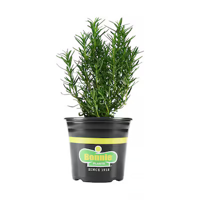 Bonnie Plants Rosemary in 2.32-Quart Planter | Lowe's