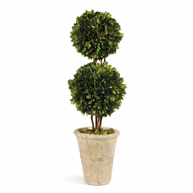 Boxwood Topiary in Ceramic Pot | Wayfair North America