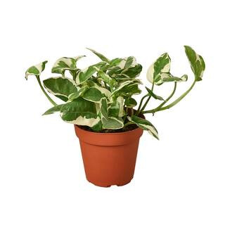 Pothos N'Joy Epipremnum Pinnatum Plant in 4 in. Grower Pot | The Home Depot